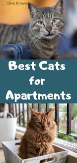 We spoke to some pet owners to find out how cats on prozac. The Best Cats For Apartments Oliveknows Cool Cats Cat Apartment Cats