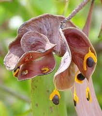 Acacia Auriculiformis Earleaf Wood Auri North Tree Black Wattle Seed Seed Pods Plants Tree Seeds