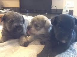 The search tool above returns a list of breeders located nearest to the zip or postal code you enter. Registered Miniature Schnauzer Puppies For Sale In Altoona Pennsylvania Classified Americanlisted Com