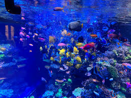 Do Fish Get Bored Living In A Tank? How To Help Fish Boredom | Petsradar