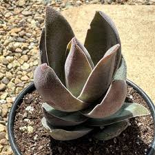 Image result for Crassula alba