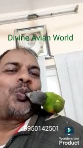 My Buddy Senegal Parrot