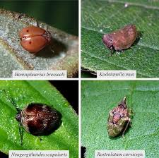 Image result for Nesaea polycephala