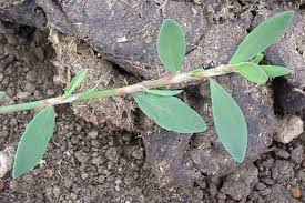 Image result for Polygonum aviculare
