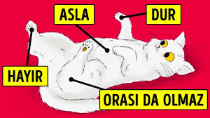 Bir Kedi Sizin Hakkinizda Hoslanmadigi 15 Seyi Itiraf Ediyor Youtube