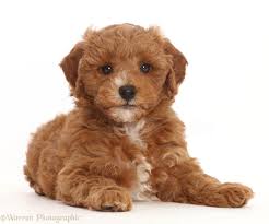 Most have a compact face with long, floppy ears and large brows. Happy Ending For Not Auctioned Puppy At Alleman High School Local News Qctimes Com