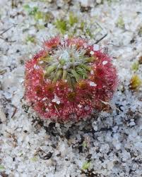 Image result for Drosera pilosa