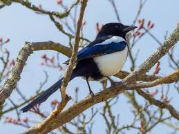 Where everyone feels like family. Magpie Wikipedia