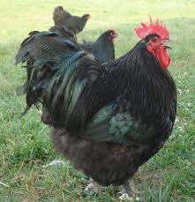 10+ heritage buff orpington hatching eggs, lf purebreed old time favorite!! Black Orpington United Orpington Club Forum Black Chickens Barnyard Animals Different Breeds Of Chickens