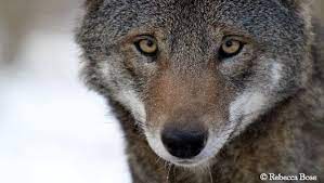 Rule Change Would Spell Disaster For Red Wolves Rare Animals Red Wolf Animals
