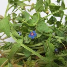 Image result for Anagallis oligantha