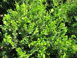 Buxus Microphylla Japonica Green Beauty Boething Treeland Farms