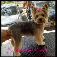Faith Haircut Ideas Yorkie Dogs Dog Exercise Yorkie Puppy