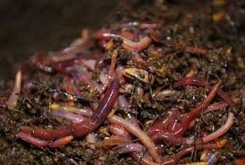 Budidaya cacing sutra tanpa lumpur,. Budidaya Cacing Tanah Super Hasil Panen 3 Kali Lipat