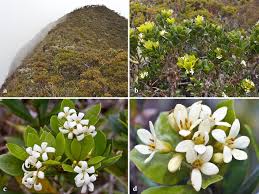 Image result for Pittosporaceae