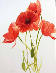 Pin On Poppies