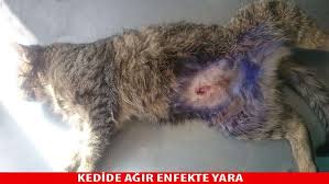 Winpet Kedi Ve Kopekler Icin Yara Koruyucu Korse