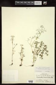 Image result for Afrosciadium nyassicum