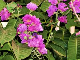 Kanara nutmeg is an endangered, endemic tree of western ghats. Gifting Trees The Pride Of India
