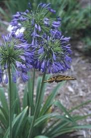 Image result for Ellipanthus