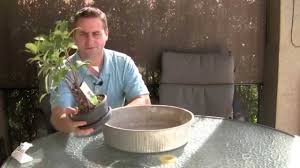 The expression a little knowledge is a dangerous thing, applies here. How To Bonsai My Bonsai That I Received As A Christmas Gift Is Dying Help Youtube