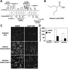 Consult a doctor for medical advice. Correction Of Niemann Pick Type C1 Trafficking And Activity With The Histone Deacetylase Inhibitor Valproic Acid Journal Of Biological Chemistry