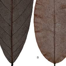 Image result for Dielsiothamnus divaricatus