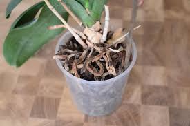 Image result for puklice na orchideích obrázek