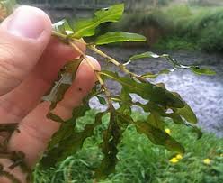 Image result for Potamogeton crispus
