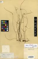 Image result for Kyllinga alba