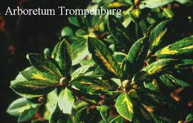 Rhododendron Goldflimmer