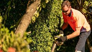 Check spelling or type a new query. Murraya Hedges A Complete And Easy Guide Experienced Lawn Care Professionals