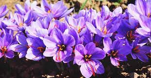 Growing Saffron A Complete Guide To Planting And Taking Care Of Saffron At Home Growing Saffron Vegetable Garden Planning Saffron Plant