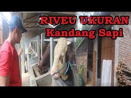 Check spelling or type a new query. Riview Konsep Dan Ukuran Kandang Sapi Semi Terbuka Youtube