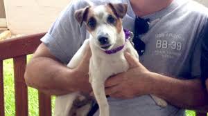 We hope you will find the cutest and adorable puppy here that makes you happy for life. Hawaii Woman Adopts Shelter Dog For 85 Posts It On Craigslist For 200 An Hour Later Abc News