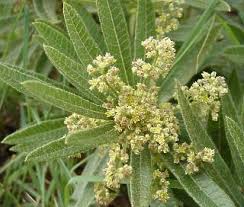 Image result for Searsia dentata