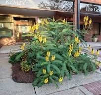 Popcorn Cassia | Home & Garden Information Center