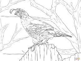 Free printable quail coloring pages for kids! Realistic California Quail Coloring Page Free Printable Coloring Turtle Coloring Pages Cars Coloring Pages Animal Coloring Pages