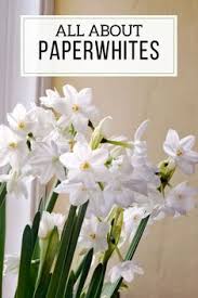 What is the name of this plant? 20 Cream And White Flowers Ideas Longfield Gardens Flowers White Flowers