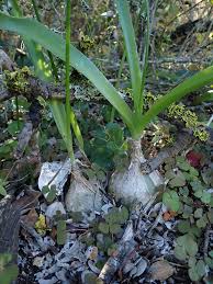 Image result for Albuca nigritana