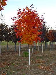 Vine maple, pacific fire vine maple, scarlet bark vine maple sfamily: Street Trees Part 1 Acer Maple Bygl
