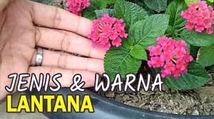 5 Jenis Dan Warna Bahan Bonsai Lantana Camara Best Colors Of Lantana Bonsai Youtube