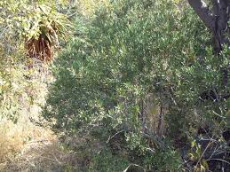 Image result for Euclea undulata