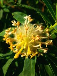 Image result for Gnidia glauca