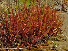 Image result for Nesaea linearis