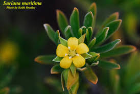 Image result for Surianaceae
