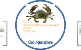 From there, you will pass a restaurant called restoran ketam lembut. Crab Aquaculture By Hilal Muhamad On Prezi Next