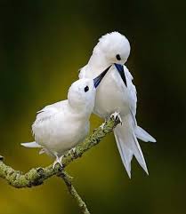 Birds That Start With B 17 Tumblr Beautiful Birds Birds Photography Nature Animals