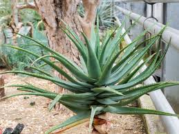 Die Schonsten Aloe Arten Blattrosetten Und Tolle Bluten