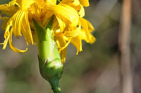 Image result for Pseudopodospermum hispanicum